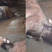 Baytarlıq aptekindən aldığı dərmandan mal-qarası tələf oldu