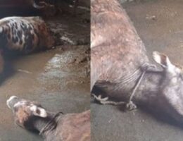 Baytarlıq aptekindən aldığı dərmandan mal-qarası tələf oldu